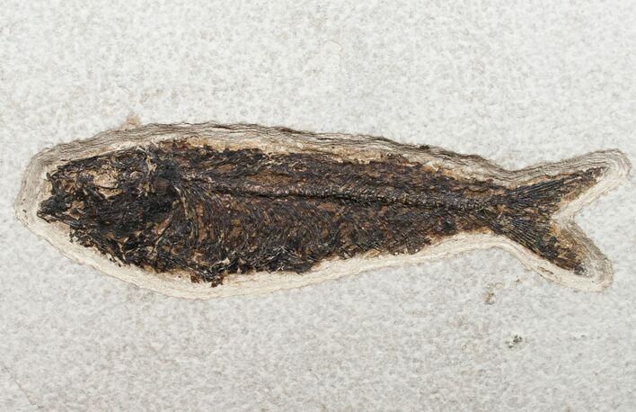 Huge Knightia Fossil Fish - inch Layer #13627